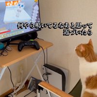 モニターを見つめる猫