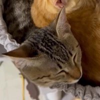 茶トラ柄の猫に乗られるキジトラ柄の猫