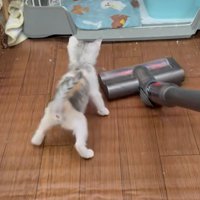 掃除機を見ている子猫