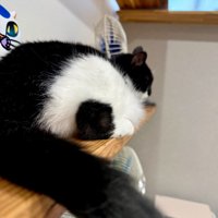 後ろから見た猫