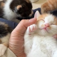 招き猫ポーズのアップ