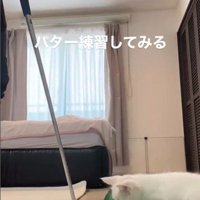 ゴルフの練習をしている人とそれを見ている子猫