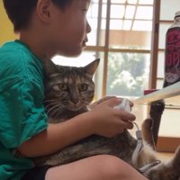 ゲームをしている男の子と猫
