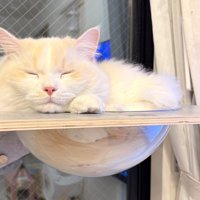 猫用宇宙船で眠る猫