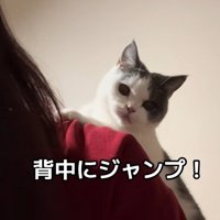 飼い主の背中の上にのぼる猫