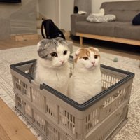 箱に入る2匹の猫