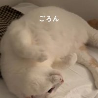 前足を折りたたんでお腹を見せる猫