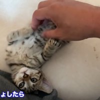 タロちゃん