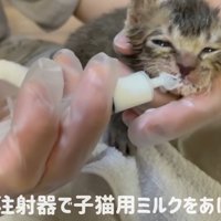 ミルクを飲ませてもらっている子猫