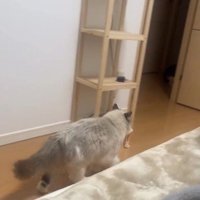 おもちゃを咥えて歩いている猫