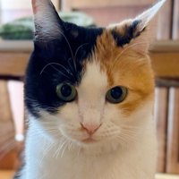 三毛猫の顔のアップ