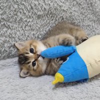 ペンギンの手をつかみ、じゃれつく猫
