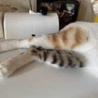 猫の後ろ足