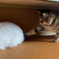 ウサギのおしりに前足を伸ばす猫