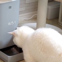 自動給餌器の前で待っている猫％