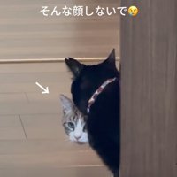 ドアから覗き込む猫たち5