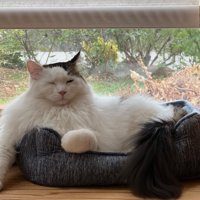 猫ベッドから前足を出している猫