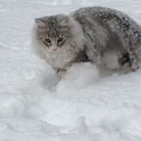 雪を手でかくノルウェージャンフォレストキャット