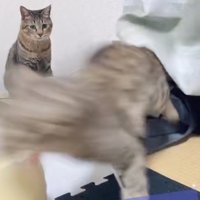 ブレている手前の猫を見つめる猫
