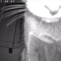 カメラの前で座っている猫（顔半分見切れてる）