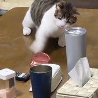 また猫パンチをするねこ