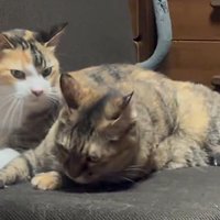 目をそらすサビ猫を睨みつける三毛猫