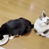 室内にいる猫