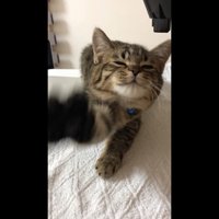 前足を伸ばす子さもじくん