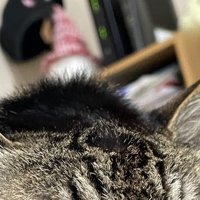 猫の頭