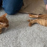 尻を撫でてもらう縦に並ぶ2匹の猫（アップ）