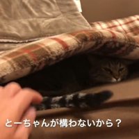ソファの座布団の下に潜り込んでいる猫