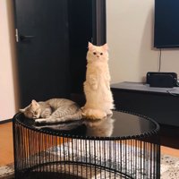 胸を張る