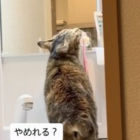 洗面台に上がって歯ブラシに顔を擦り付ける猫