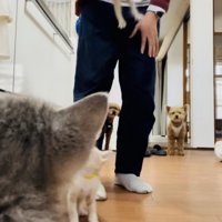 投稿主さんのごはんの準備が待ちきれず騒ぐ子猫たち