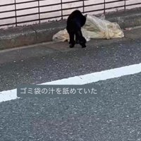 ゴミ袋を舐める猫