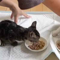 ご飯を食べている3匹の子猫