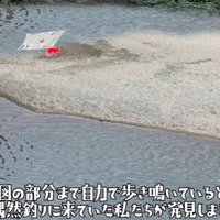 子猫がいた場所の画像