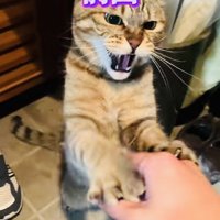 パパさんに猫パンチするキジトラ猫