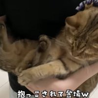赤ちゃん抱っこをされる猫（抱っこされて登場ｗ）