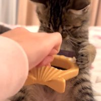 姿勢を伸ばしてブラシを両手で持つ猫