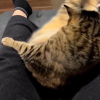 右へ体をよじる猫