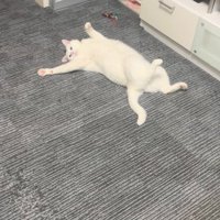 目を向ける猫