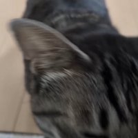 カメラのすぐ近くで目を細めている猫