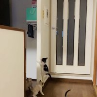 袖壁の周りの2匹の子猫と袖壁を登る子猫と走り去る子猫