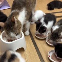 ごはんを食べる猫の親子