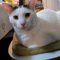 室内にいる猫