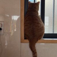 窓の外を見る猫の後ろ姿