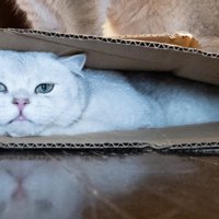 段ボールに入った猫