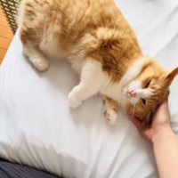 飼い主さんに甘える茶白猫
