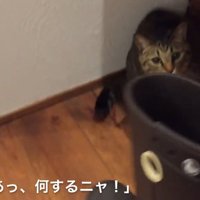 長靴を取られて見つめる猫